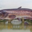 di Jacopo Zucchini - Il  siluro è un pesce di grande taglia: i soggetti adulti possono arrivare a tre metri di...