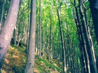 Notizie flash – La Foresta Modello delle Montagne Fiorentine al Med Forum 2013