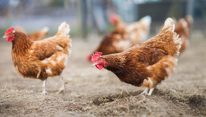 …du’ galline e  trecento famiglie  a difesa dell’ambiente  in Valdarno e Valdisieve