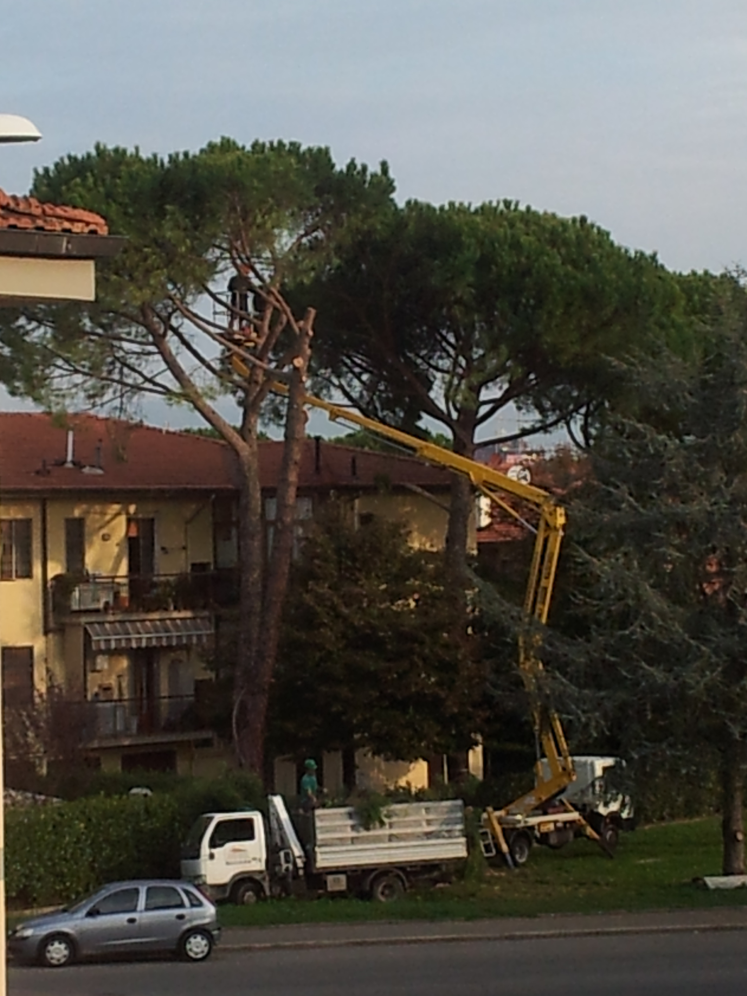 Richard Rogers e la strage degli alberi