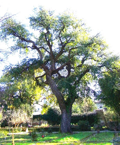 Dalla parte degli alberi monumentali