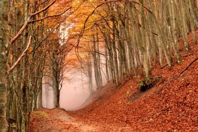 “Autunno slow” alle foreste casentinesi