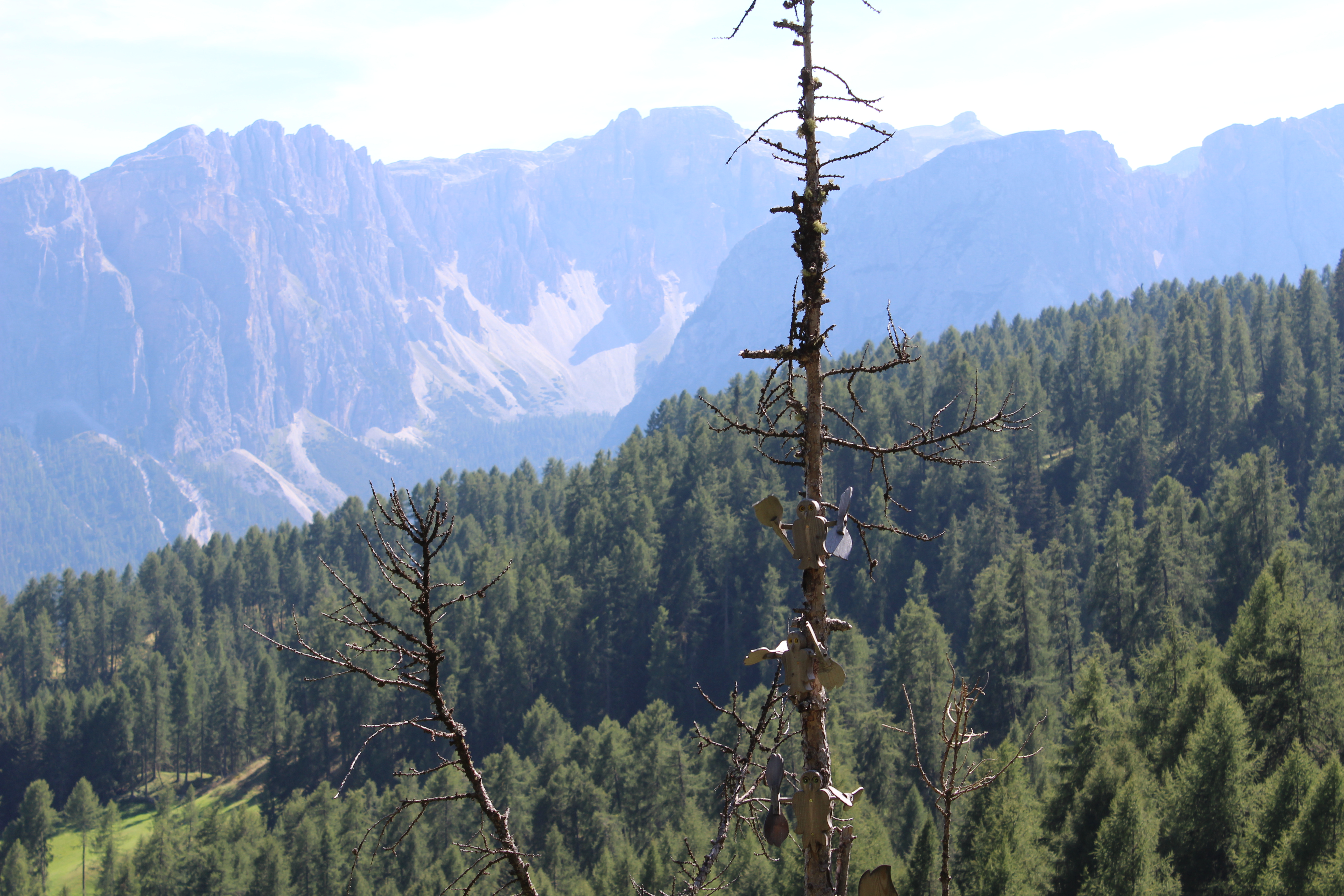 Dalla foresta al cielo!