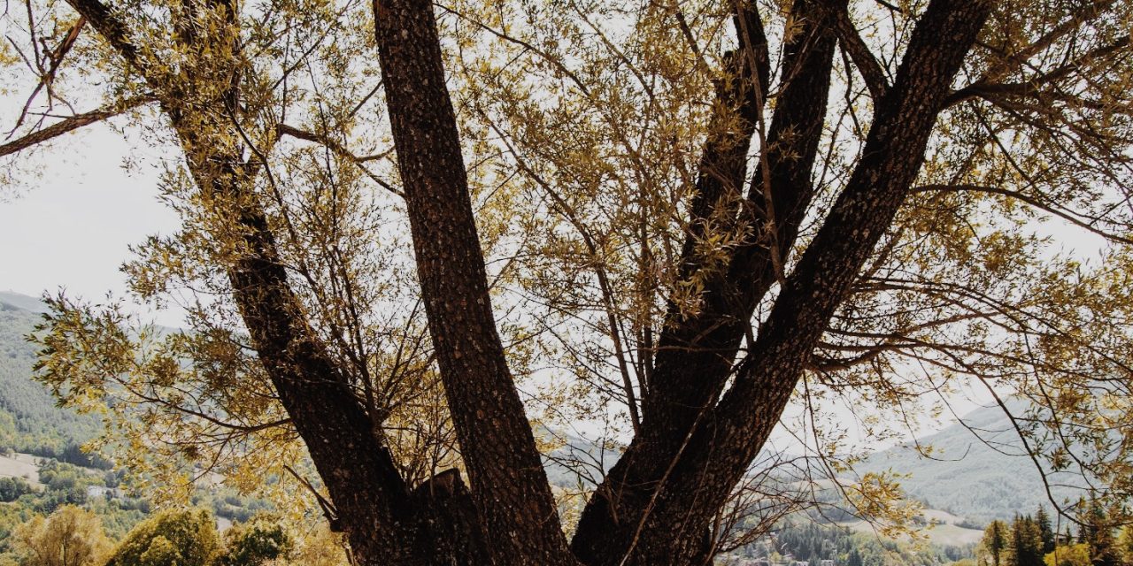 La tribù degli alberi