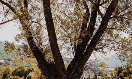 La tribù degli alberi