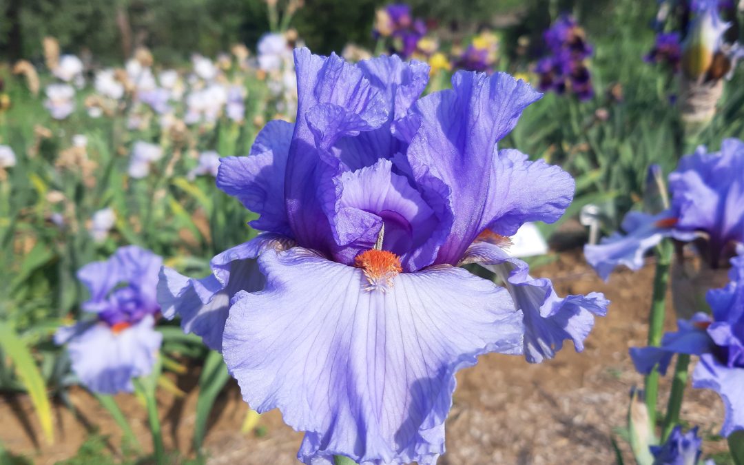 Un fiore… una cittĆ !