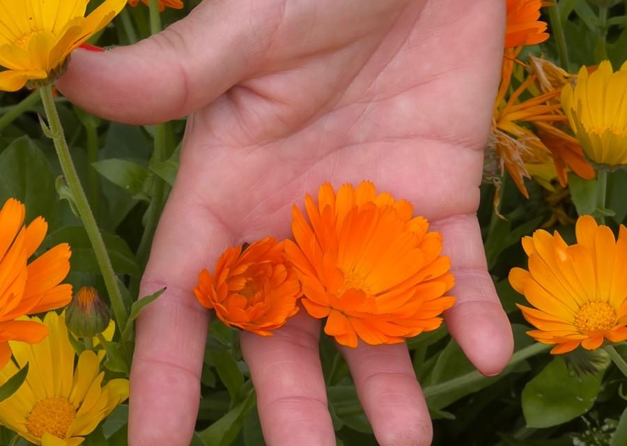 Il linguaggio dei fiori …in Fiera!