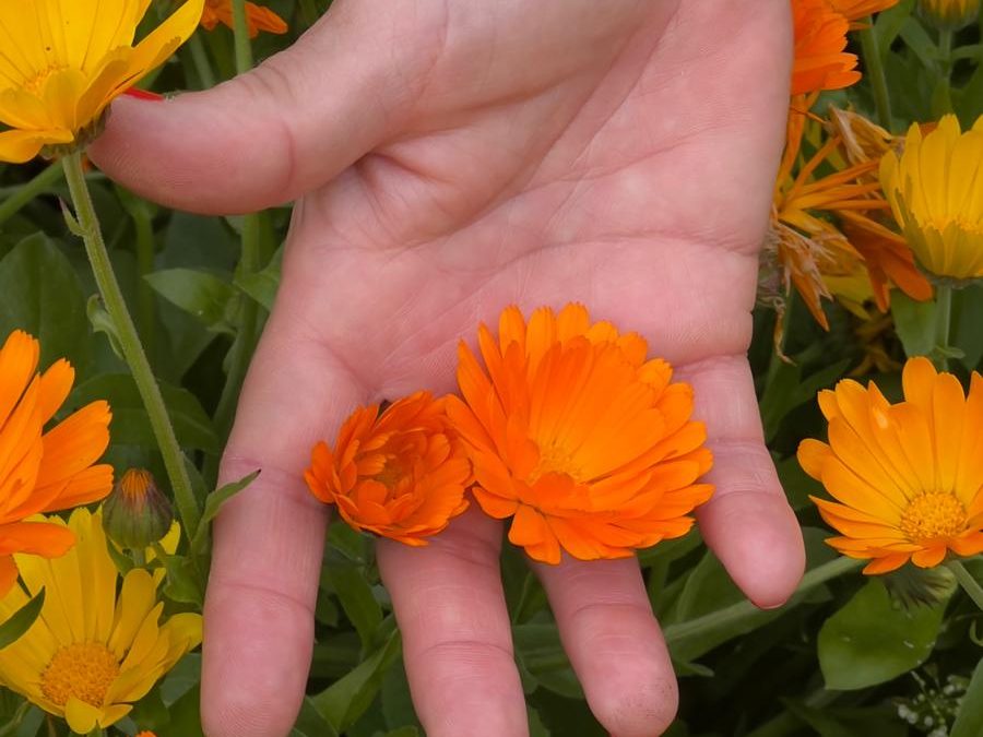 Il linguaggio dei fiori …in Fiera!