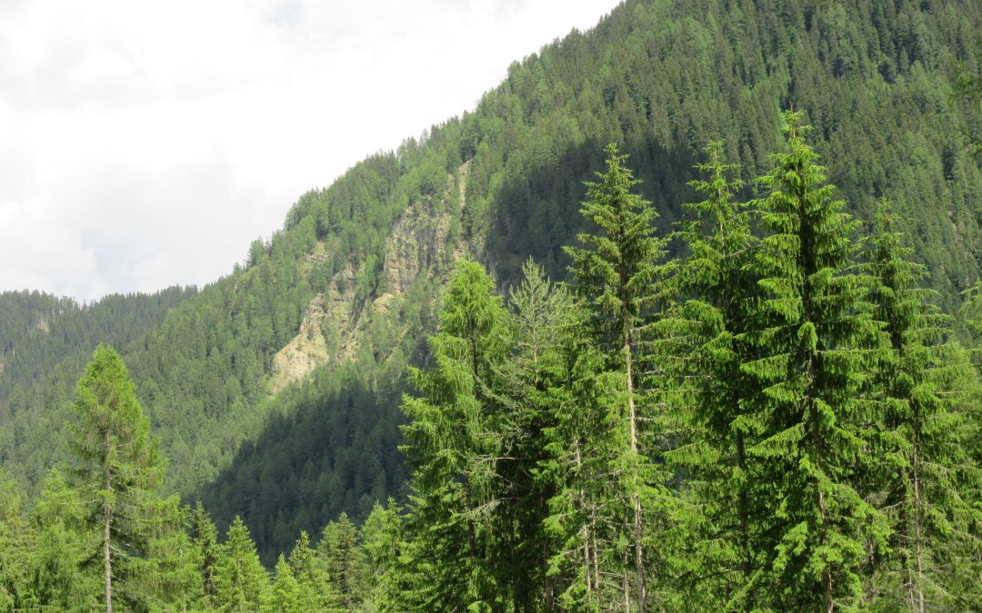 C’è una voce che sale dal bosco!