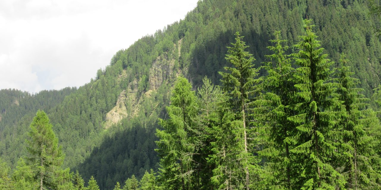 C’è una voce che sale dal bosco!