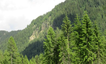 C’è una voce che sale dal bosco!